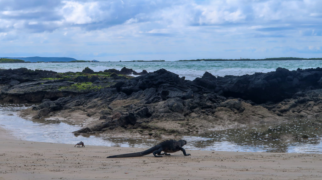 Iguana Czarna Galapagos, Czerwony Krab na plaży