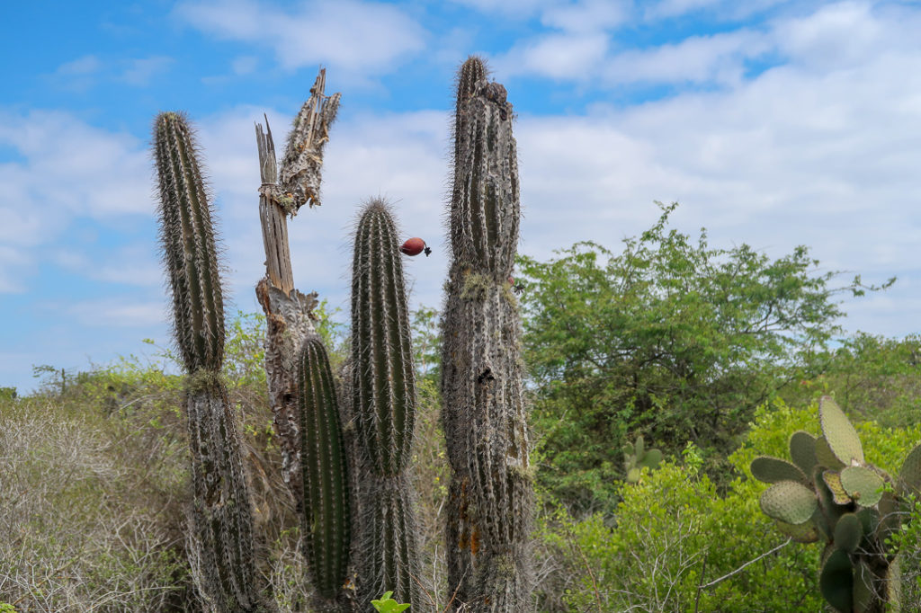 Kaktusy na Galapagos rosną po kilka milimetrów na rok
